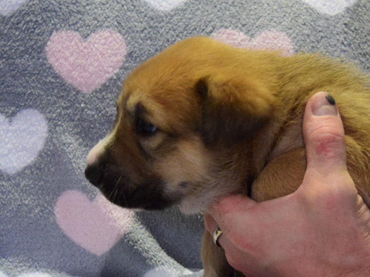 chinook puppy